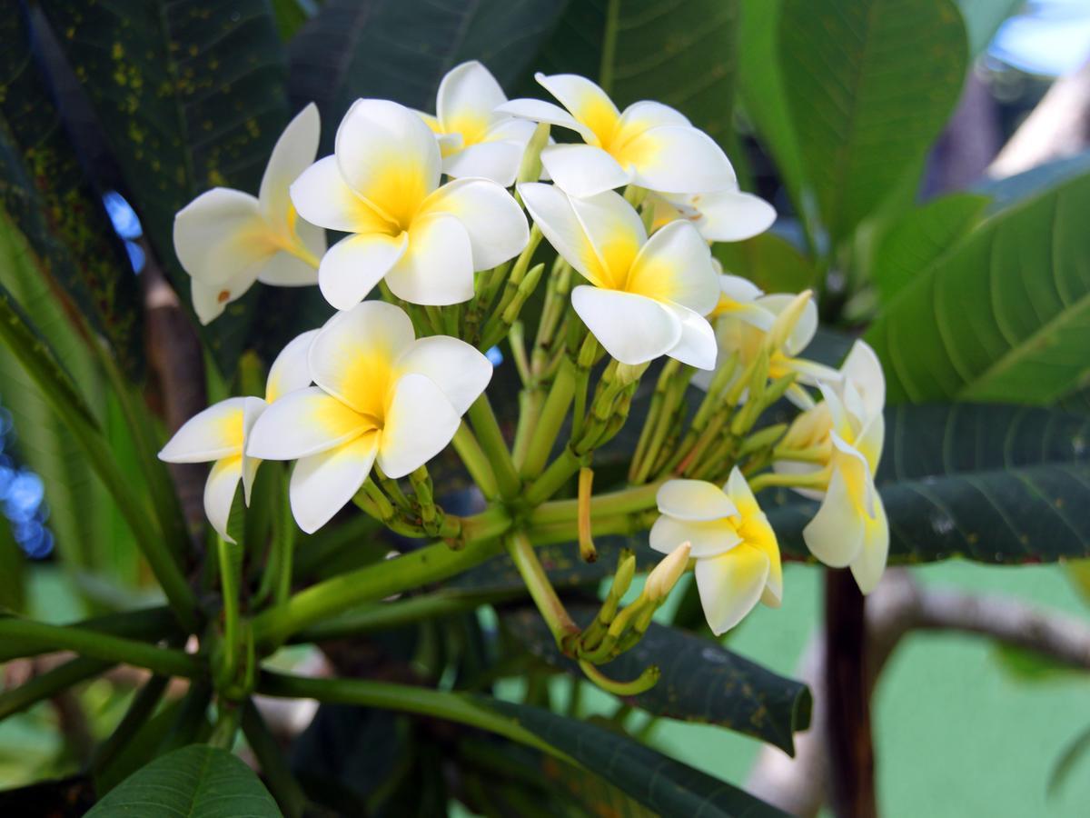 Posada Suenos De Verano Hotel ฟลอเรียนอโปลิส ภายนอก รูปภาพ